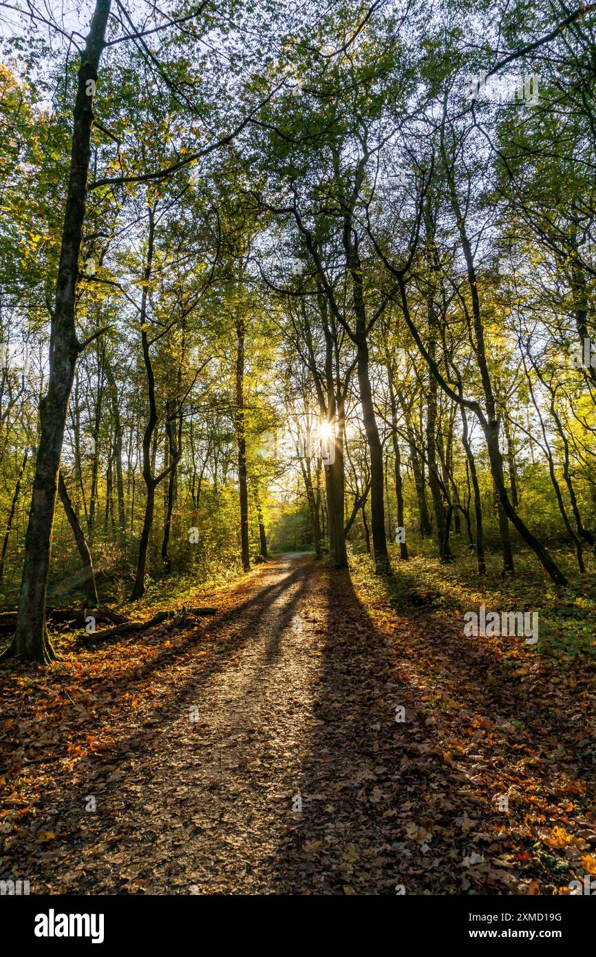 La foresta di Ueberanger Mark, vicino a Duesseldorf, parte della foresta è un'area forestale protetta che viene lasciata ai suoi dispositivi, senza intervento umano Foto Stock