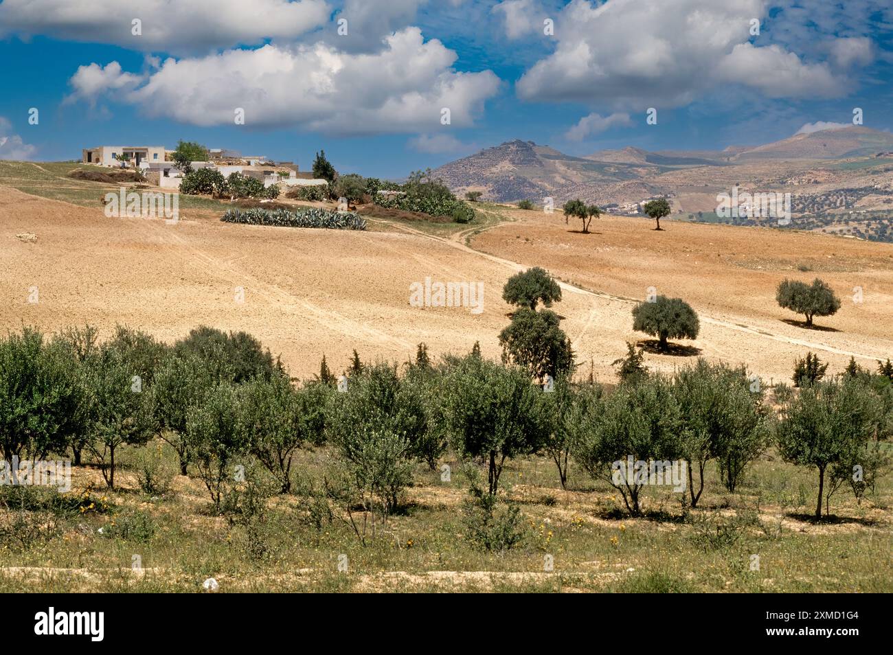 La Tunisia, nei pressi di Testour. Azienda agricola. Alberi di olivo in primo piano. Foto Stock