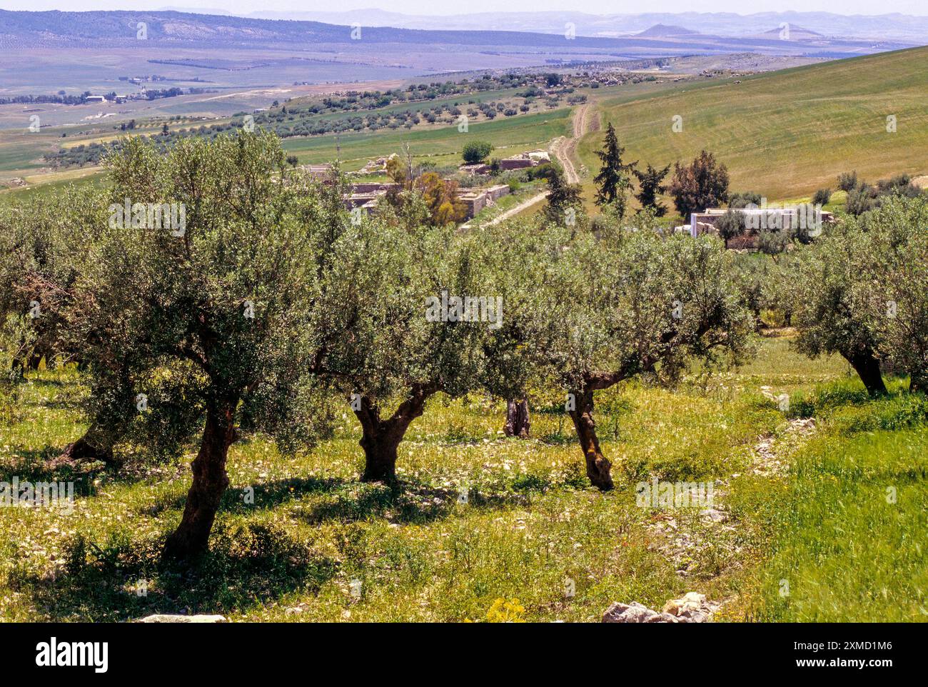 Tunisia, Dougga. Olivi, campagna. Foto Stock