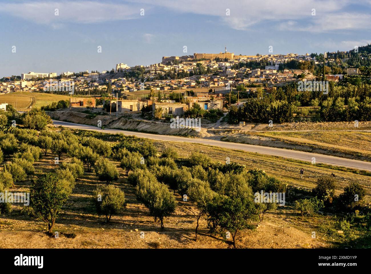 La Tunisia, Le Kef. La cittadella sopra la città domina la zona. Alberi di olivo in primo piano. Foto Stock