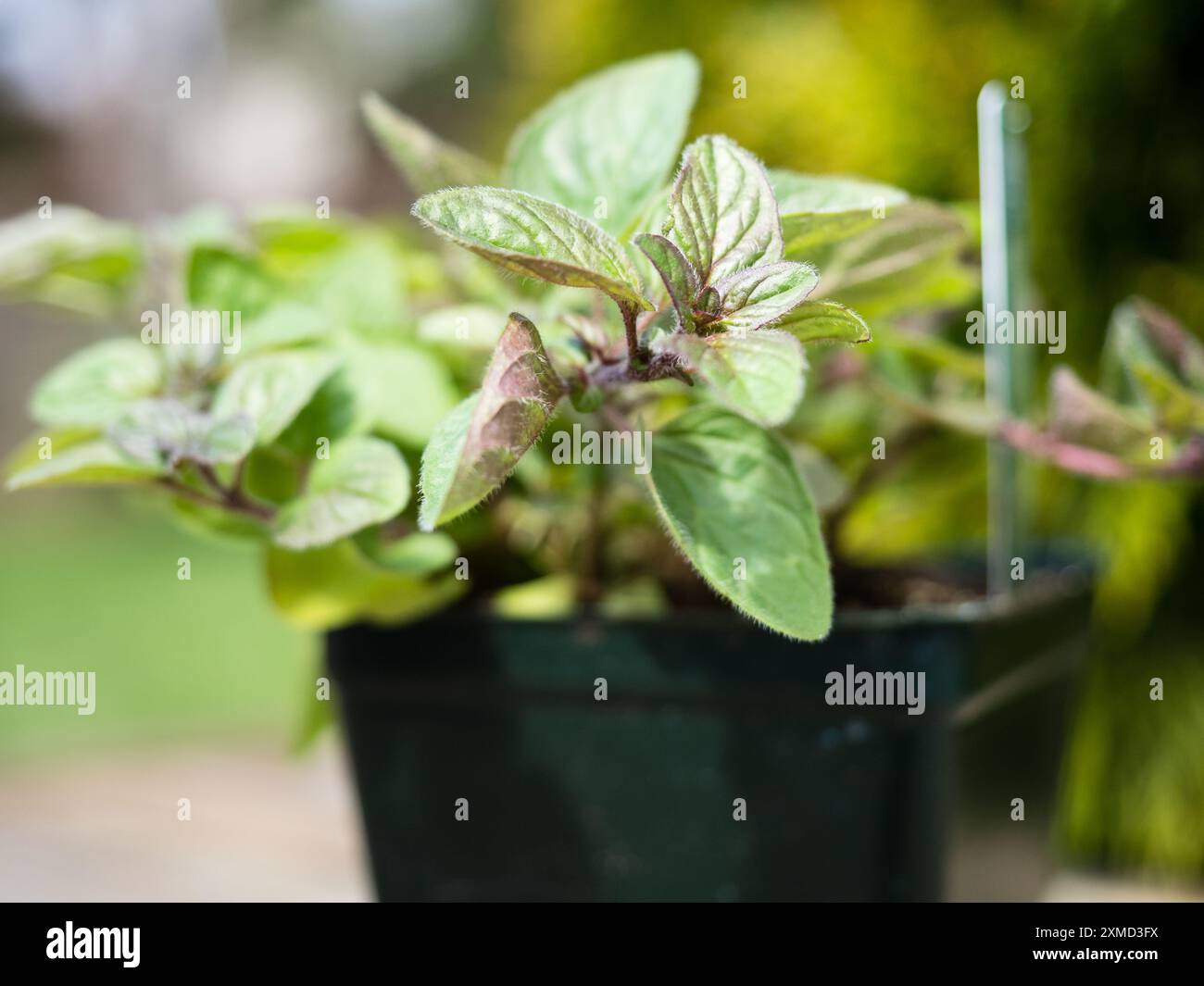 Primo piano della pianta di origano in una pentola di plastica pronta per essere piantata in giardino Foto Stock