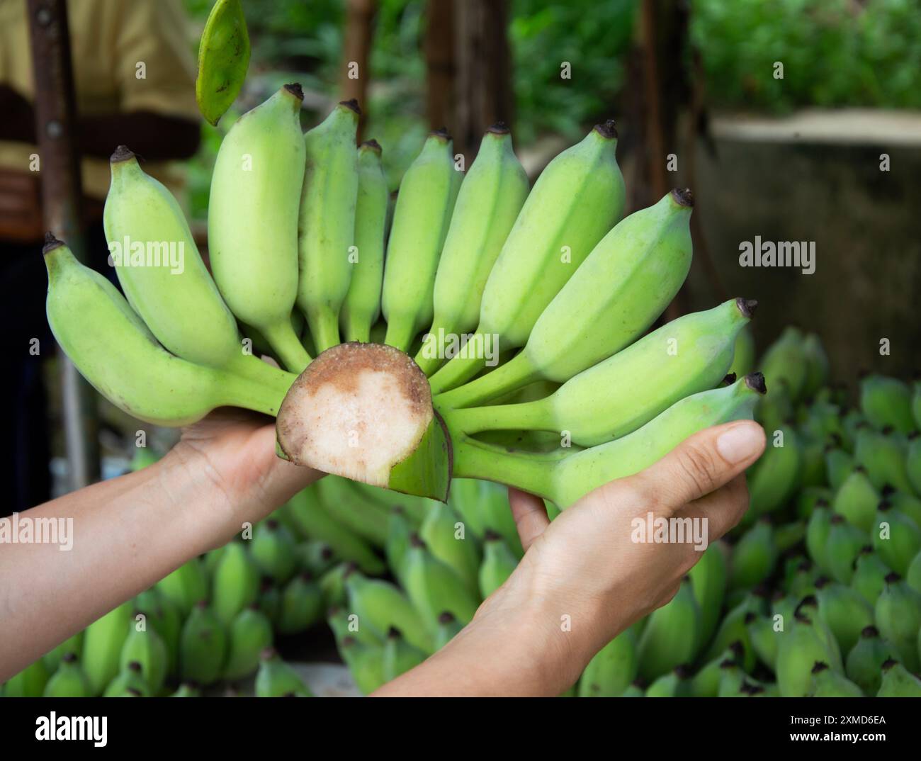 Le banane Namwa sono un tipo di banana. Sviluppato da un ibrido tra banane selvatiche e banane Tani. Ampiamente consumato, facile da coltivare, buon gusto. Foto Stock Le banane Namwa sono un tipo di banana. Sviluppato da un ibrido tra banane selvatiche e banane Tani. Ampiamente consumato, facile da coltivare, buon gusto. Foto Stock