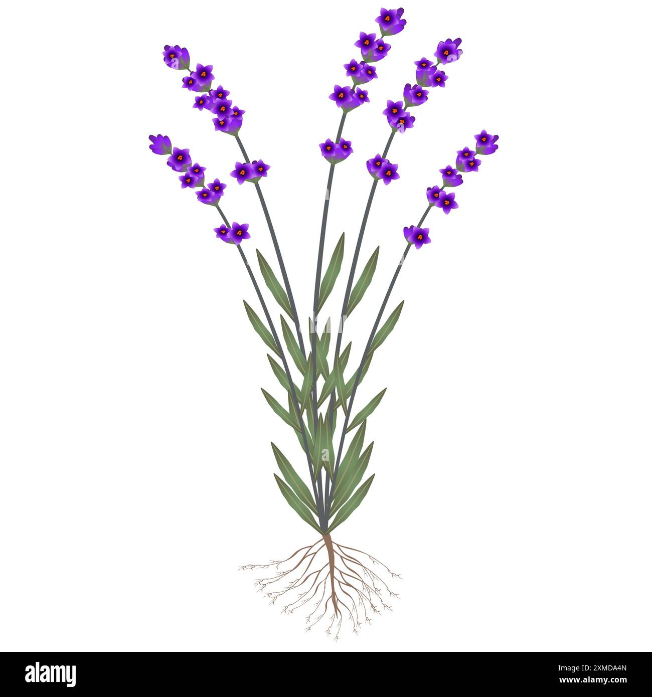 Una pianta di lavanda con radici e fiori su sfondo bianco. Illustrazione Vettoriale