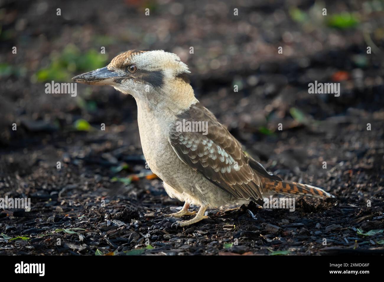 Un uccello Kookaburra nei Royal Botanical Gardens, Sydney, Australia, NSW. Foto Stock