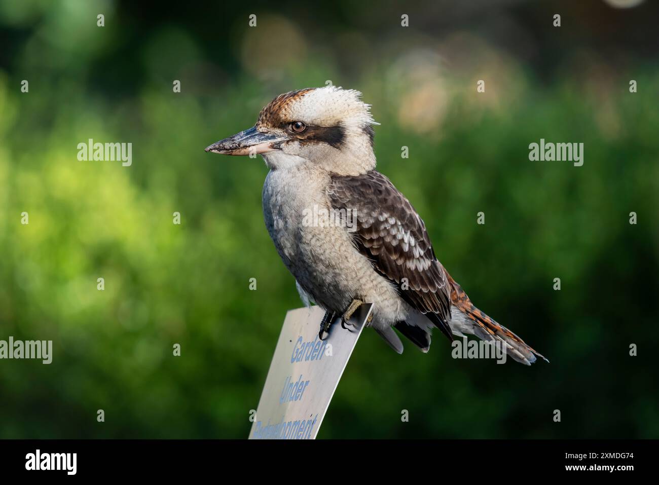 Un uccello Kookaburra nei Royal Botanical Gardens, Sydney, Australia, NSW. Foto Stock