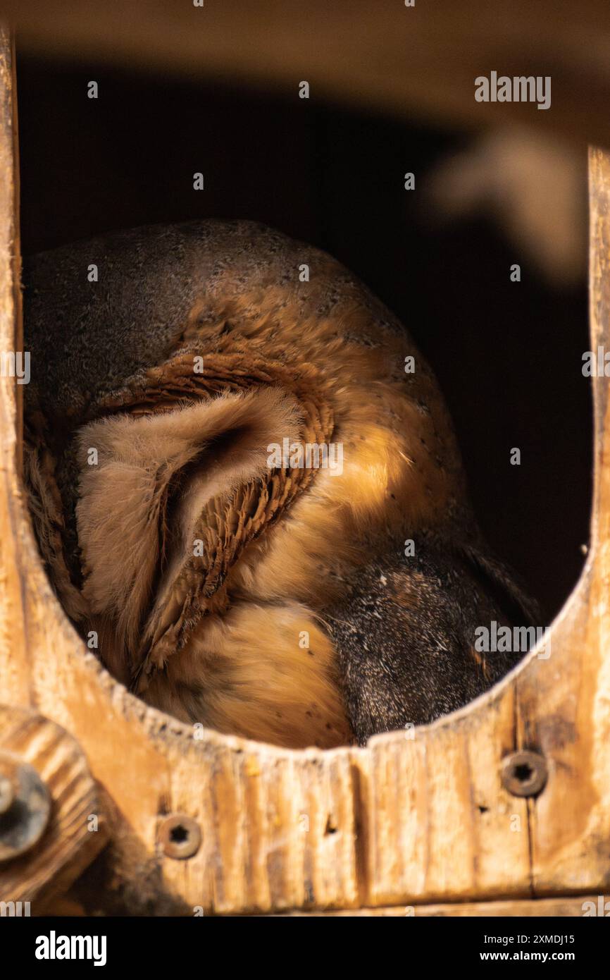 Gufo del fienile occidentale che dorme in una capanna di legno Foto Stock