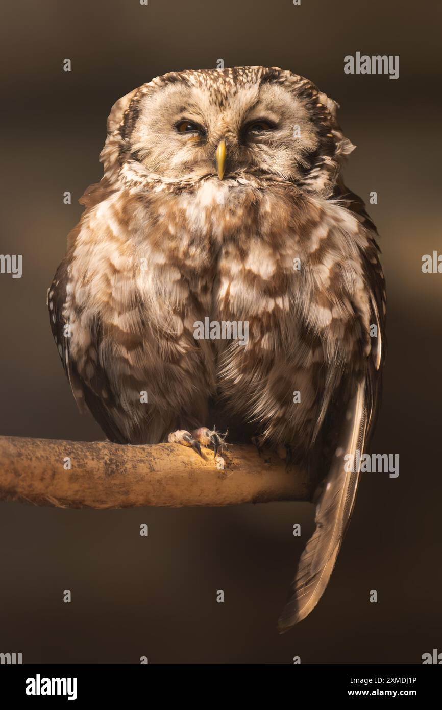Tawny owl seduto su un ramo d'albero, da vicino Foto Stock