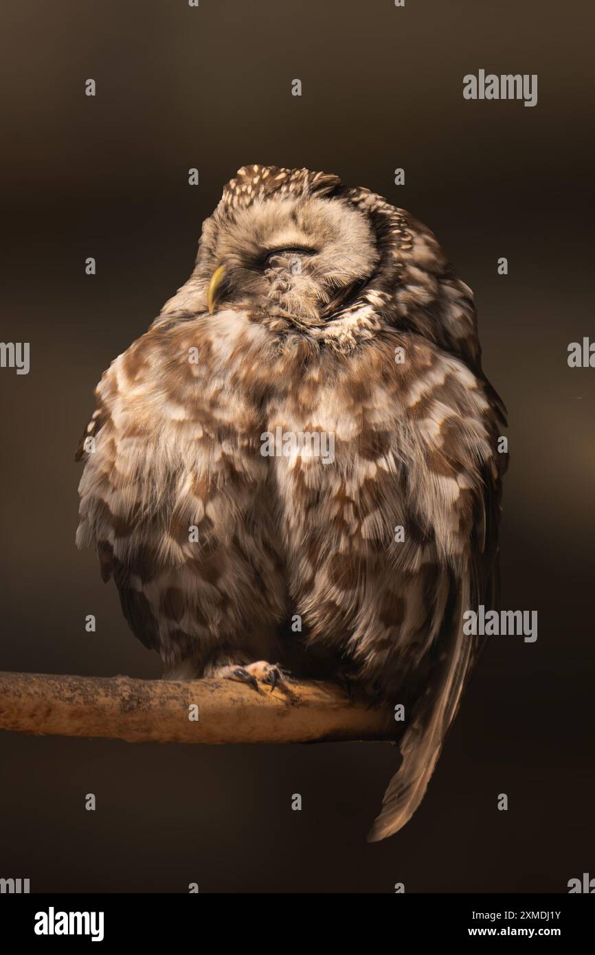 Tawny owl seduto su un ramo d'albero, da vicino Foto Stock