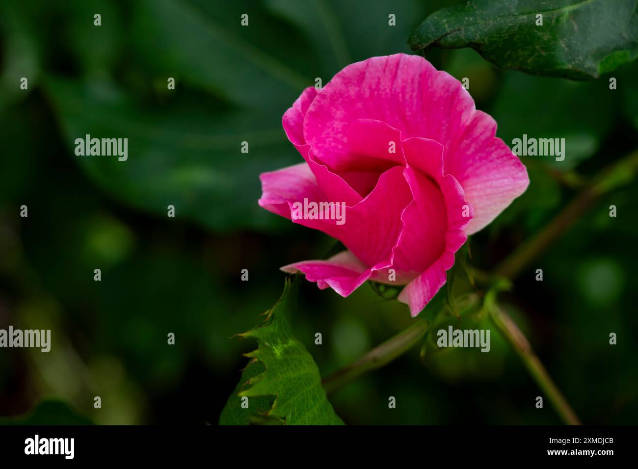 Un fiore di rosa ai Royal Botanic Gardens di Sydney, Australia, NSW Foto Stock