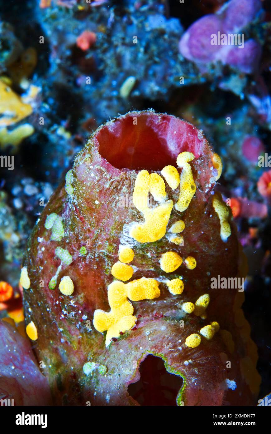 Piccole spugne incrostanti gialle su spugna in vaso rosa, Sulawesi, Indonesia Foto Stock