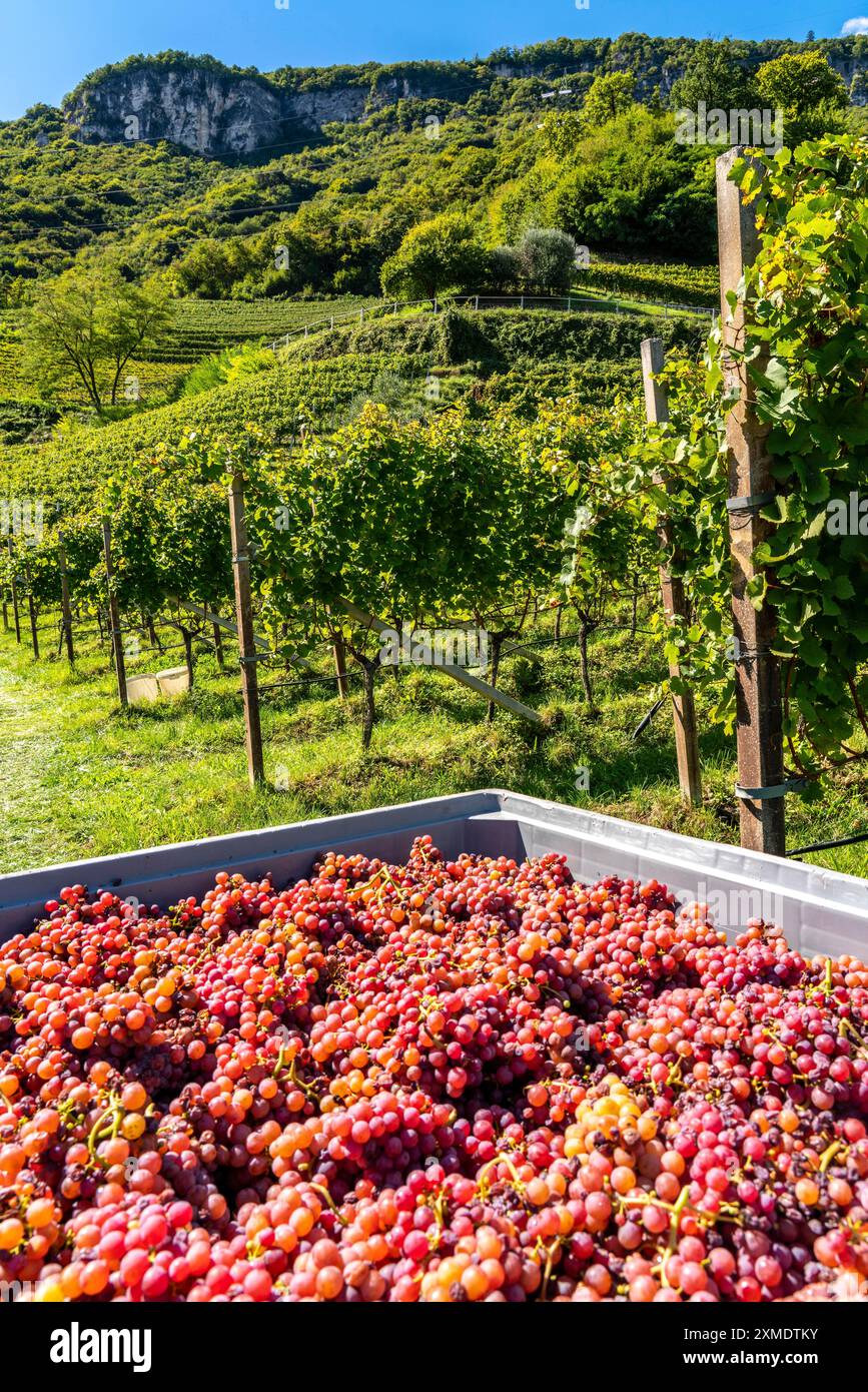 Viticoltura, in Valle dell'Adige, vicino al paese di Termeno sulla strada del vino, alto Adige, uve Gewuerztraminer appena raccolte, Italia Foto Stock