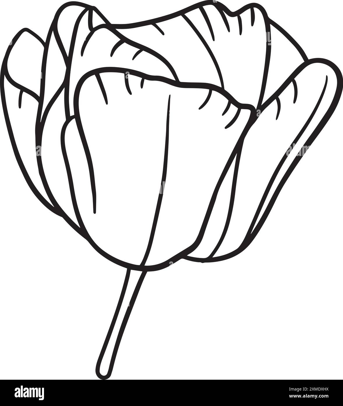 Rosidy Detailed Floral Lineart 9 Illustrazione Vettoriale