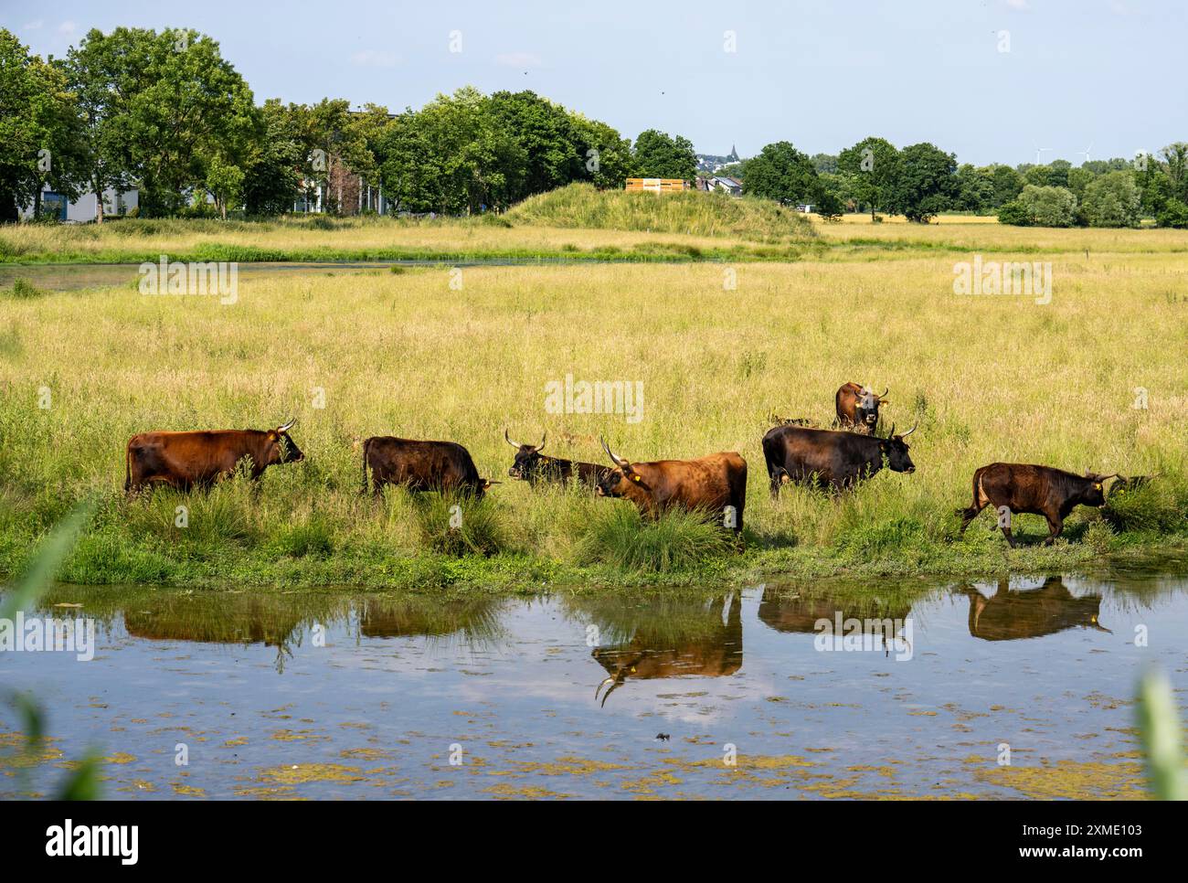 Allevamento di bovini Hecker nella riserva naturale di Kiebitzwiese, nel territorio della città di Froendenberg/Ruhr, Renania settentrionale-Vestfalia, Germania Foto Stock