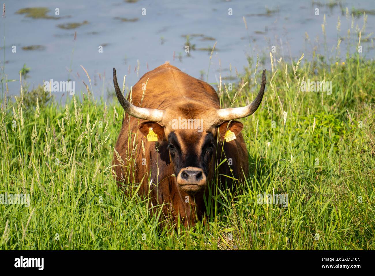 Allevamento di bovini Hecker nella riserva naturale di Kiebitzwiese, nel territorio della città di Froendenberg/Ruhr, Renania settentrionale-Vestfalia, Germania Foto Stock