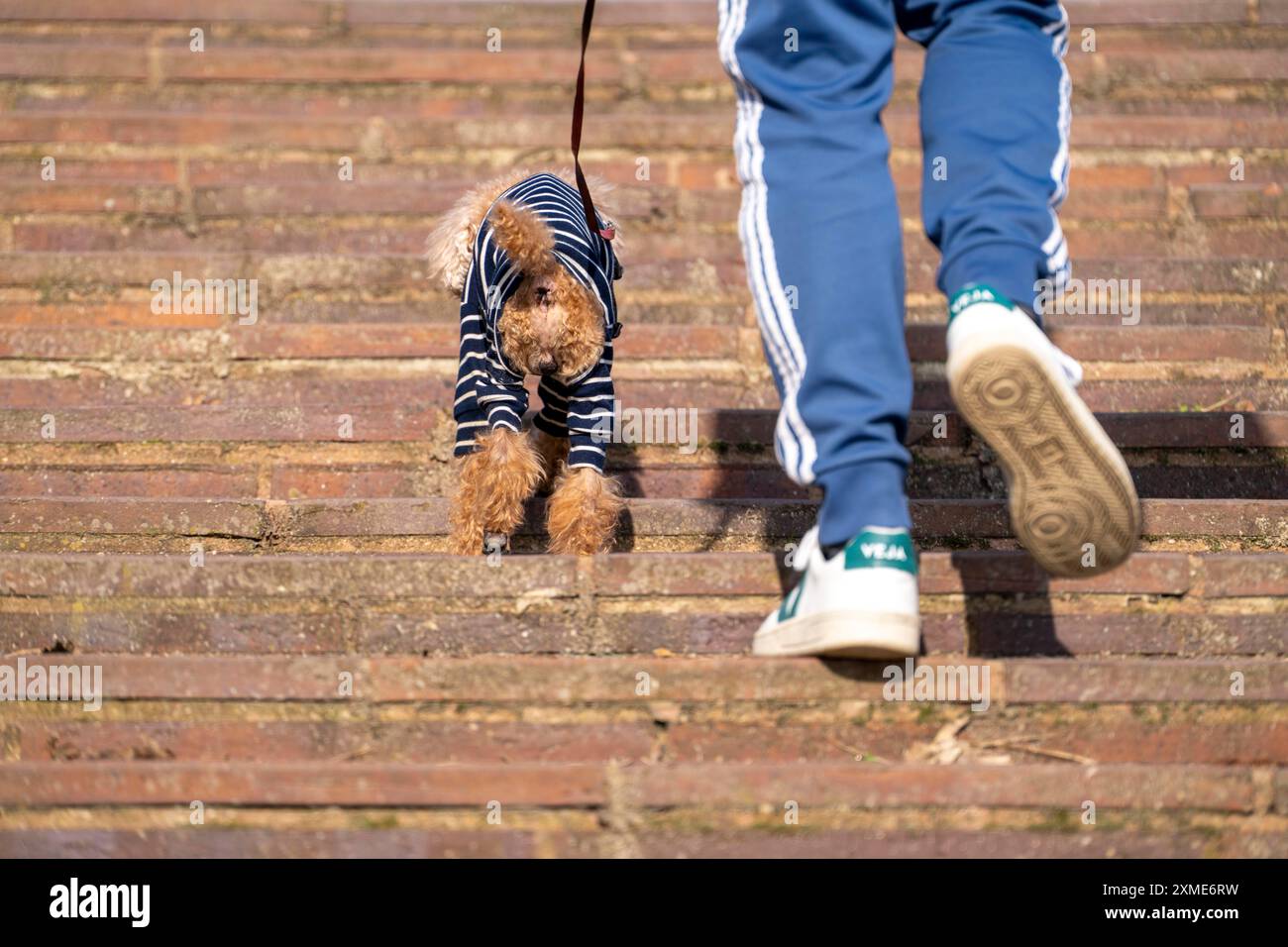 Piccolo cane con cappotto a righe, protezione dal freddo, camminando con il suo padrone Foto Stock