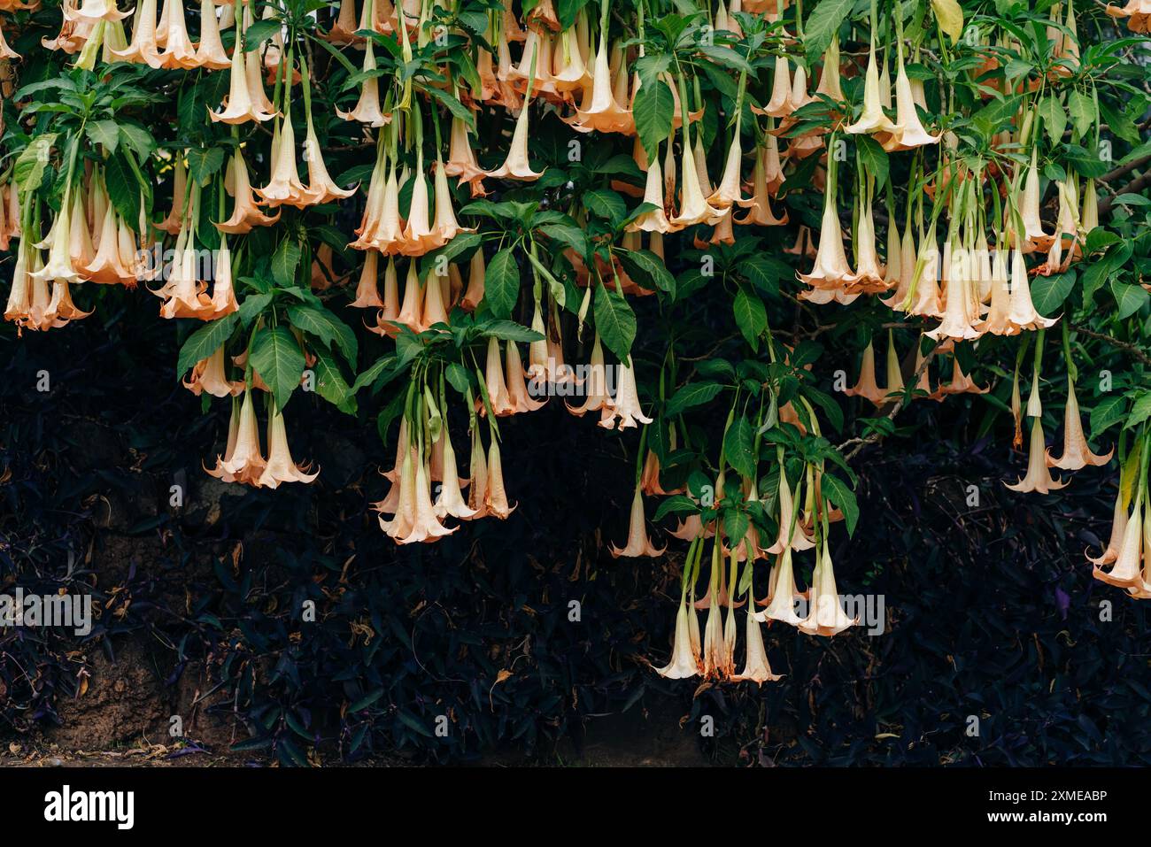 Tromba dell'Angelo d'Oro , Brugmansia aurea. Foto di alta qualità Foto Stock