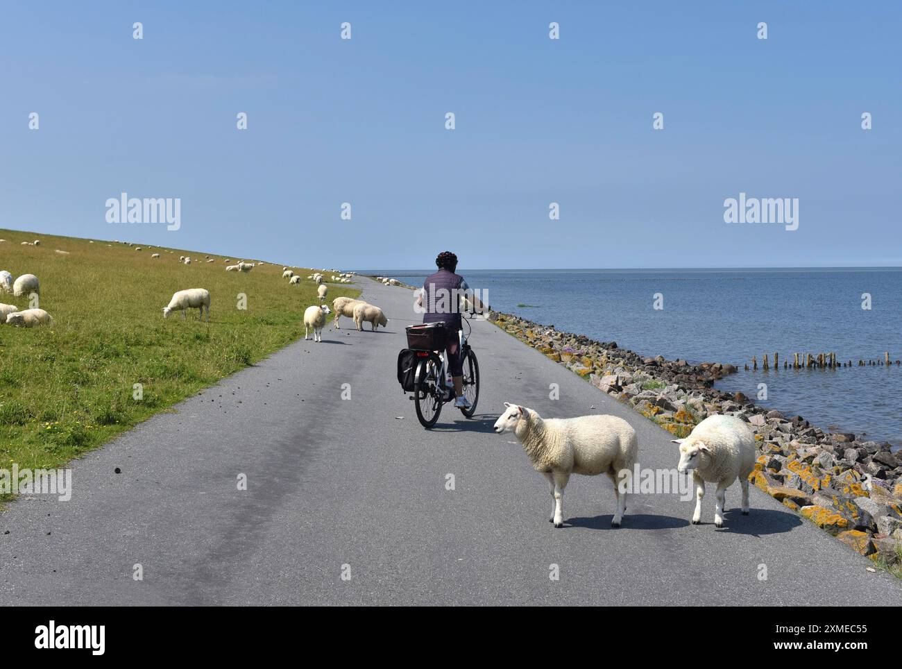 Ciclismo tra pecore sulla diga del Mare del Nord, Schleswig-Holstein, Germania Foto Stock