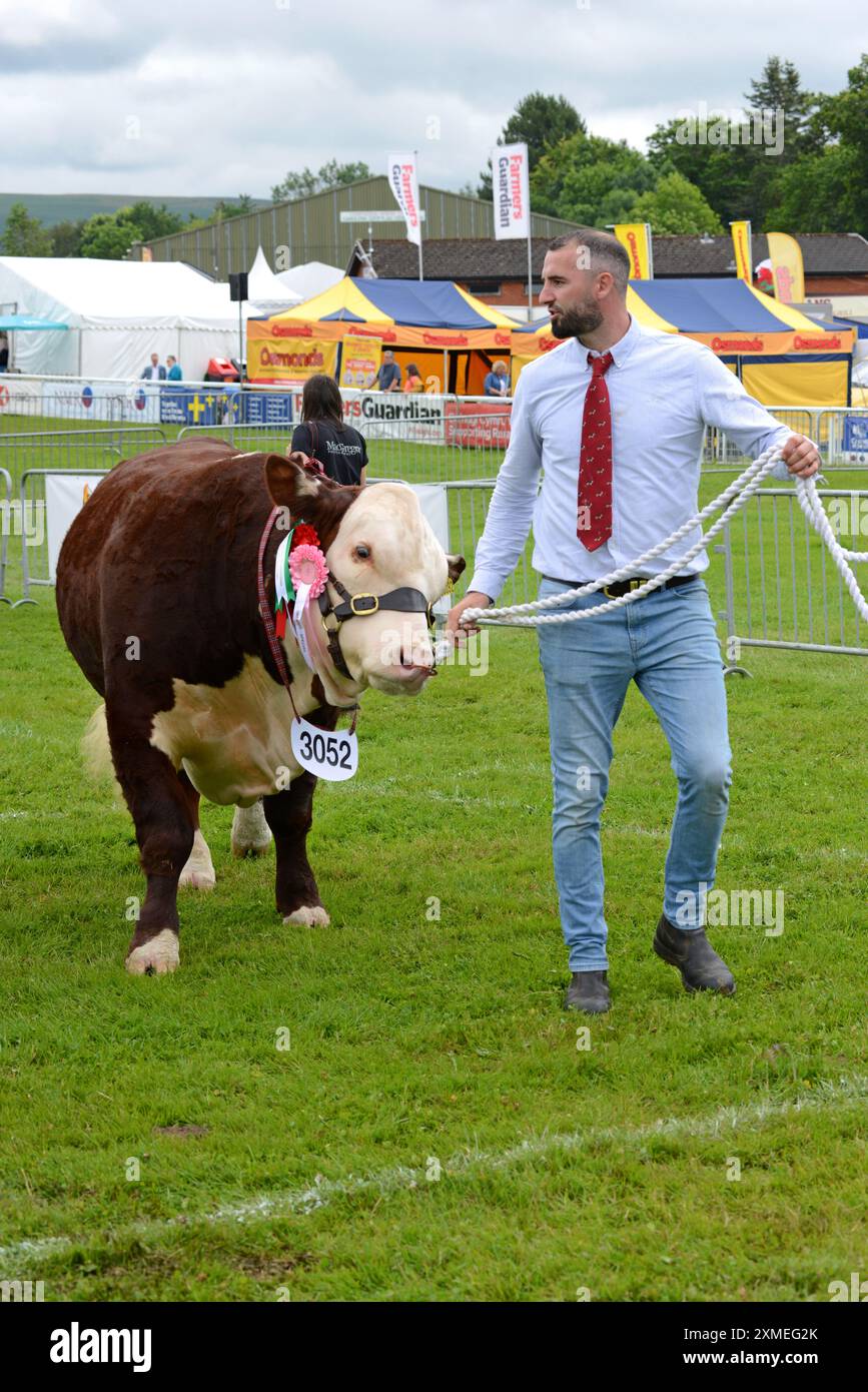 Toro vincitore di premi al Royal Welsh Show, Builth Wells, luglio 2024 Foto Stock