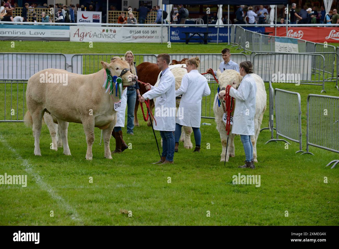 Cattle in the show ring al Royal Welsh Show, Builth Wells, luglio 2024 Foto Stock