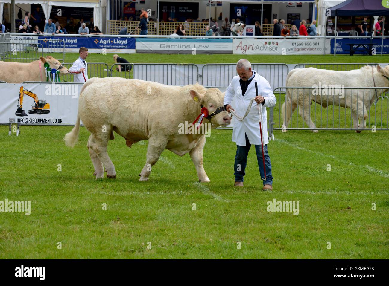 Toro vincitore di premi al Royal Welsh Show, Builth Wells, luglio 2024 Foto Stock