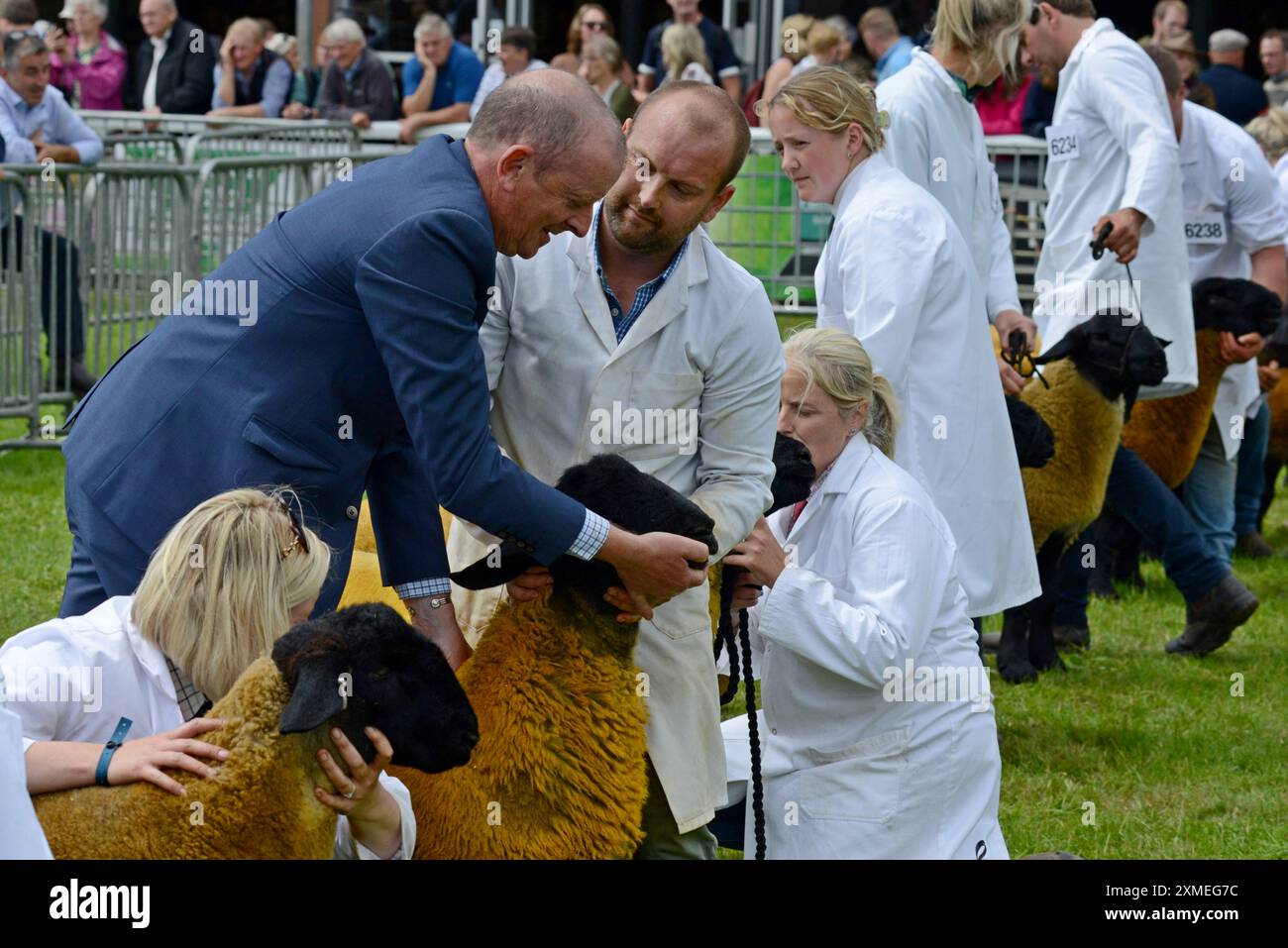 Un giudice ispeziona le pecore di razza Suffolk al Royal Welsh Show, Builth Wells, luglio 2024 Foto Stock