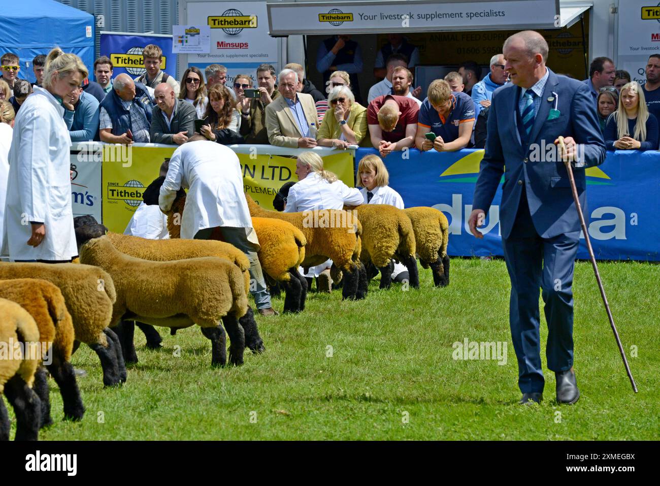 Un giudice ispeziona le pecore di razza Suffolk al Royal Welsh Show, Builth Wells, luglio 2024 Foto Stock