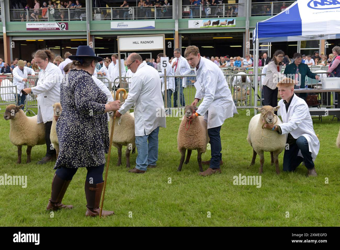 Un giudice ispeziona le pecore al Royal Welsh Show, Builth Wells, luglio 2024 Foto Stock