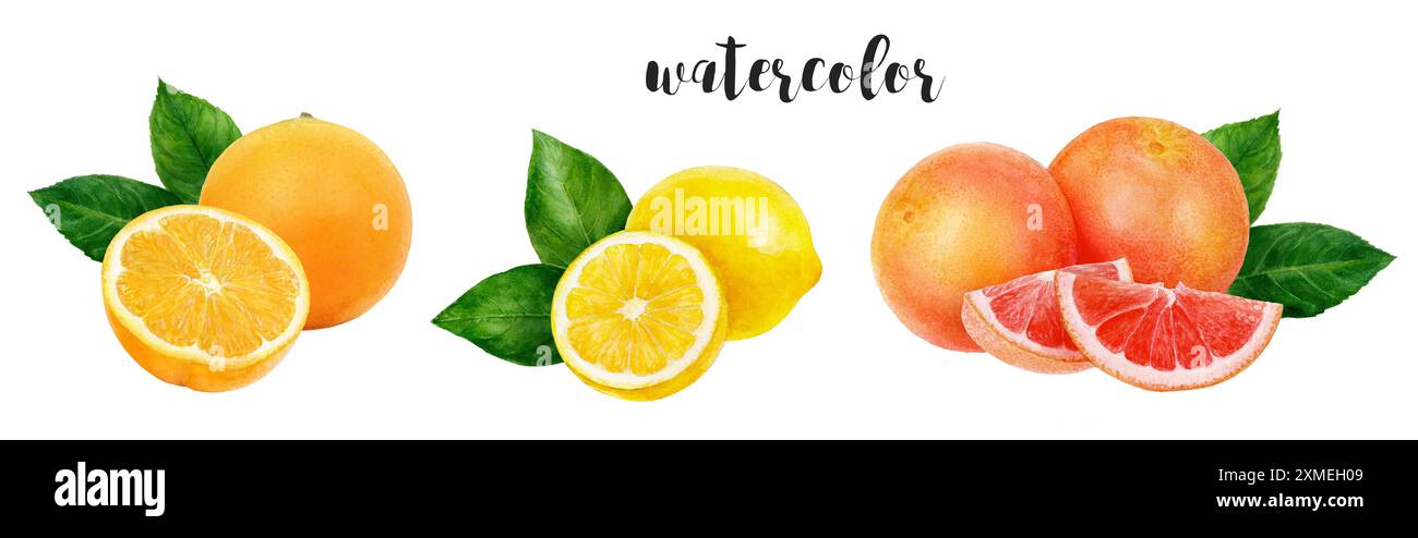 Vivace illustrazione ad acquerello degli agrumi, perfetta per l'arte botanica e a tema fruttato Foto Stock Vivace illustrazione ad acquerello degli agrumi, perfetta per l'arte botanica e a tema fruttato Foto Stock