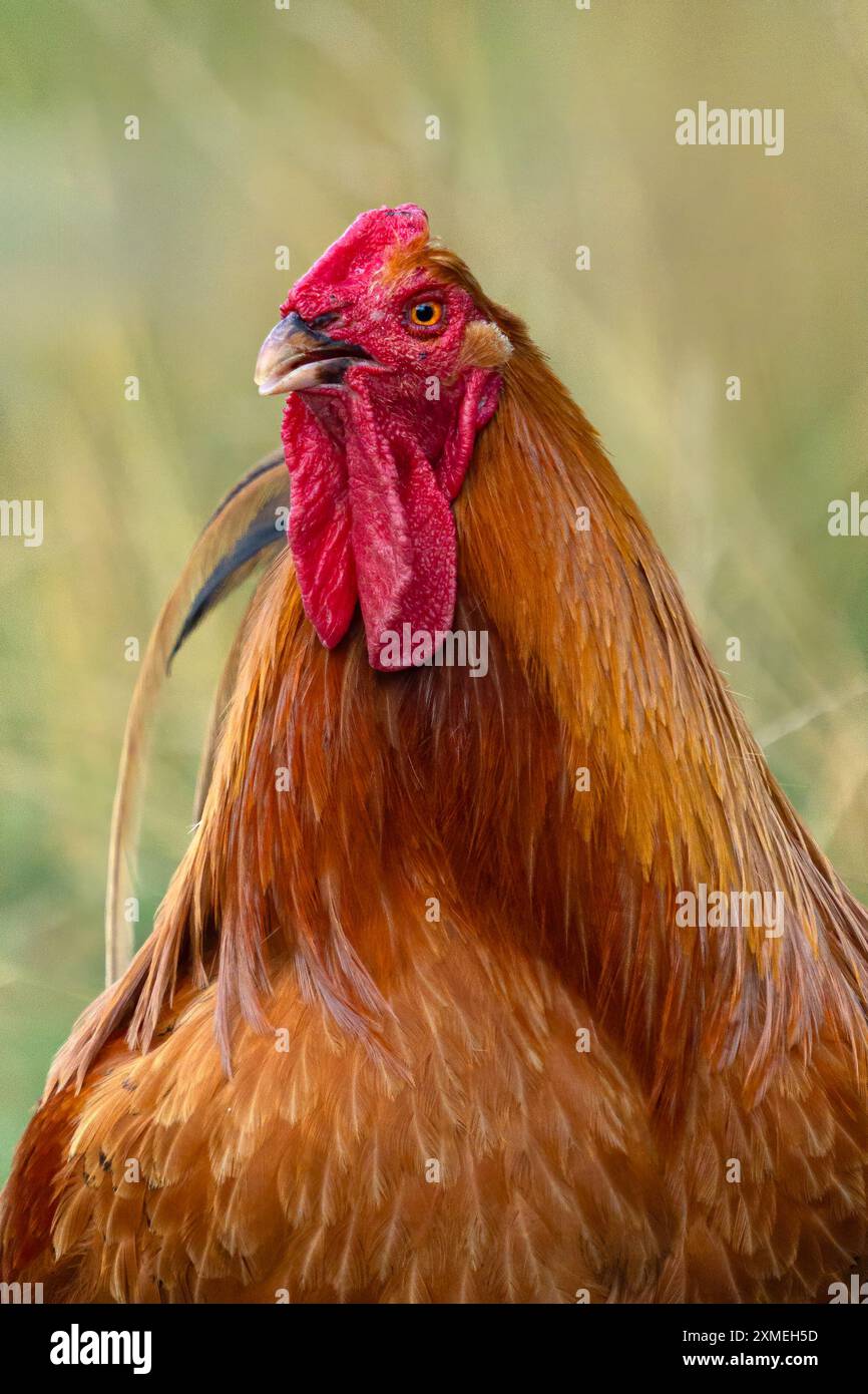 Gallo Rosso ritratto Foto Stock
