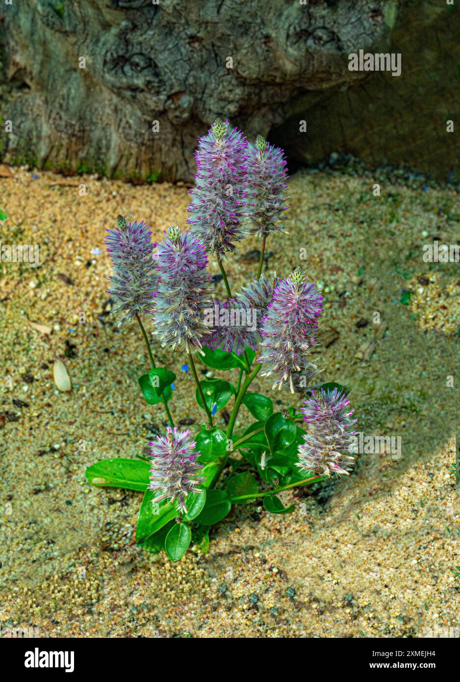 Ptilotus exaltatus o gambi rosa di mulla mulla Foto Stock