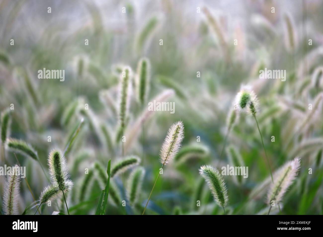 Coda di volpe verde autunnale che ondeggia al vento e splende alla luce del sole Foto Stock