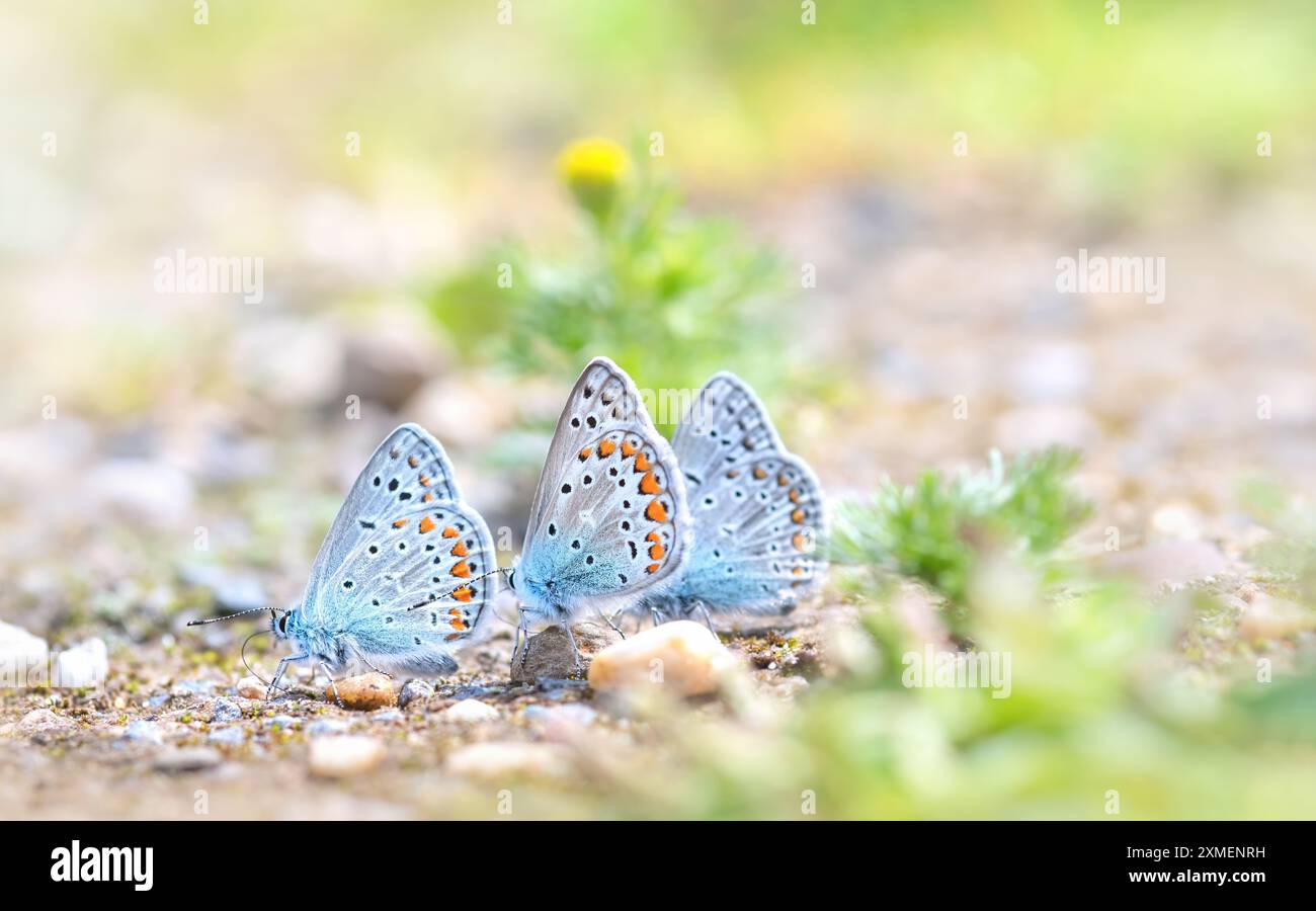 Macro-fotografia di tre comuni farfalle blu (Polyommatus Icarus) su un percorso con piccoli ciottoli, angolo basso, colori tenui, spazio di copia Foto Stock