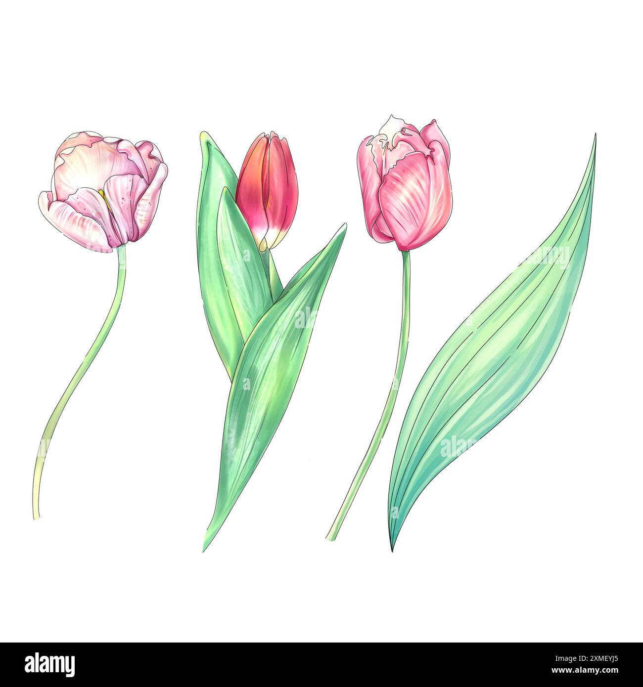 Clip art. Tulipani acquerelli. Romantico fiore primaverile. Vintage botanico, stile rustico, disegnato a mano Foto Stock