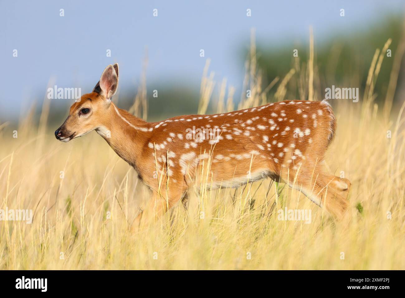 In estate, il cervo dalla coda bianca ha fatto il suo fawn camminando attraverso l'erba gialla alta Foto Stock