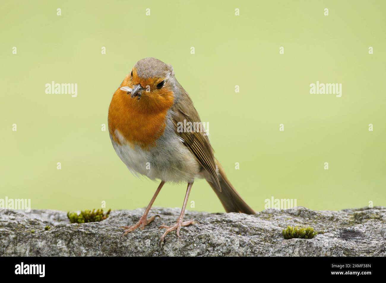 Erithacus rubecula un robin su una pietra ha un piccolo insetto alato nel becco e lo sta guardando Foto Stock