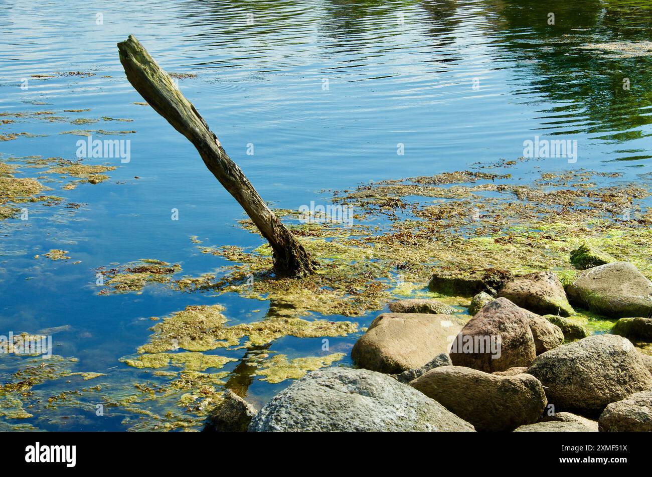 Vecchio palo in legno nell'acqua tra pietre e piante marine nel sud della Svezia in estate. Foto Stock