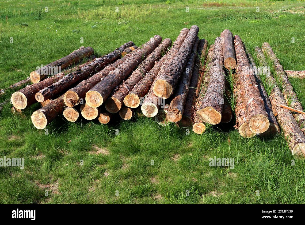 I tronchi di pino raccolti giacciono sull'erba verde dopo il taglio. Taglio del legno nella foresta. Foto Stock