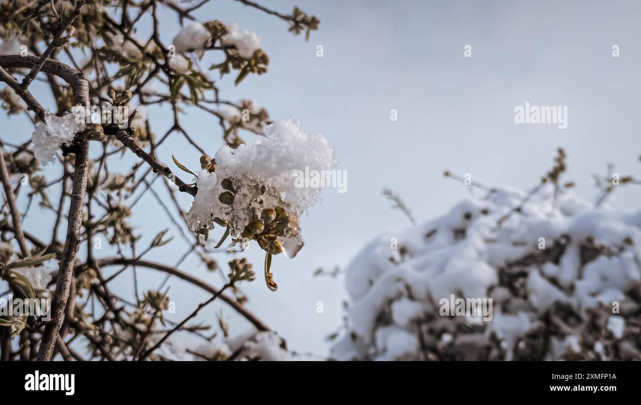 Nevicata invernale con accumulo di ghiaccio sui rami degli alberi del lago Tekapo, nuova Zelanda Foto Stock