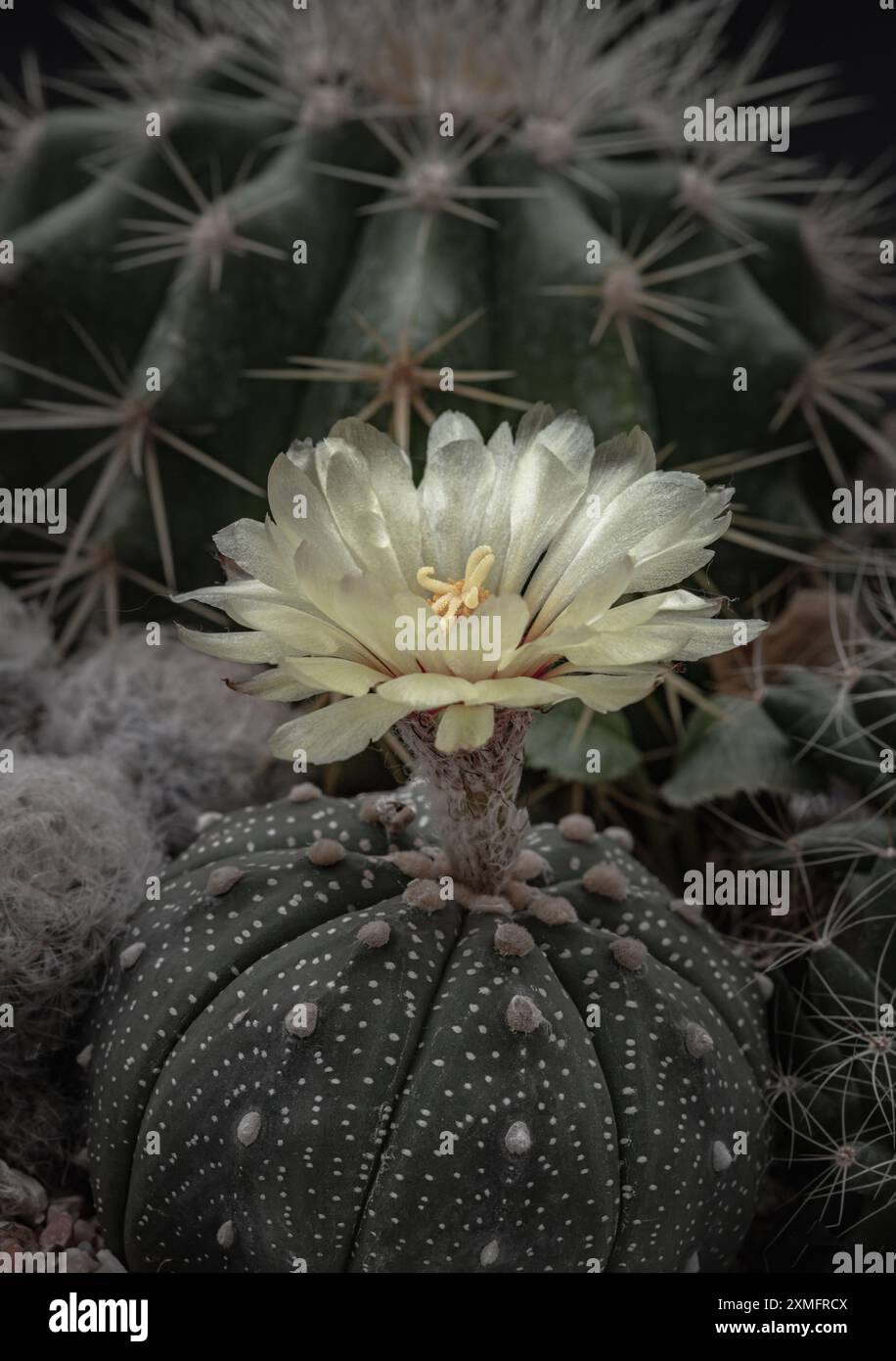 Il bellissimo fiore giallo di Astrophytum asterias (cactus Kabuto) fiorisce con Ferocactus echidne come sfondo. Specie di cactus nel genere AS Foto Stock