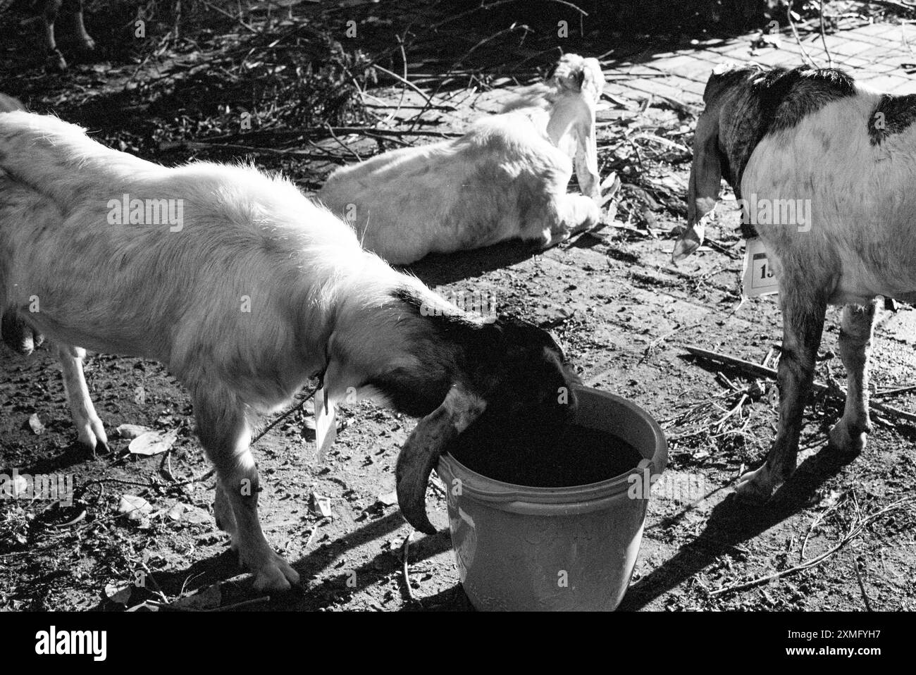 Tre capre che mangiano nella fattoria Foto Stock