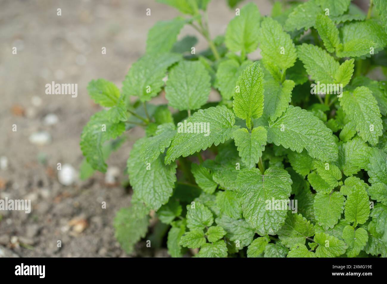 Pianta di balsamo di limone in un giardino (Melissa officinalis). Foto Stock