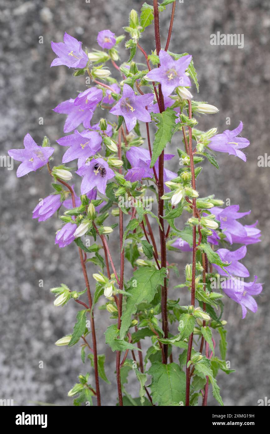 Campanello con foglie di ortica (Campanula trachelium). Foto Stock