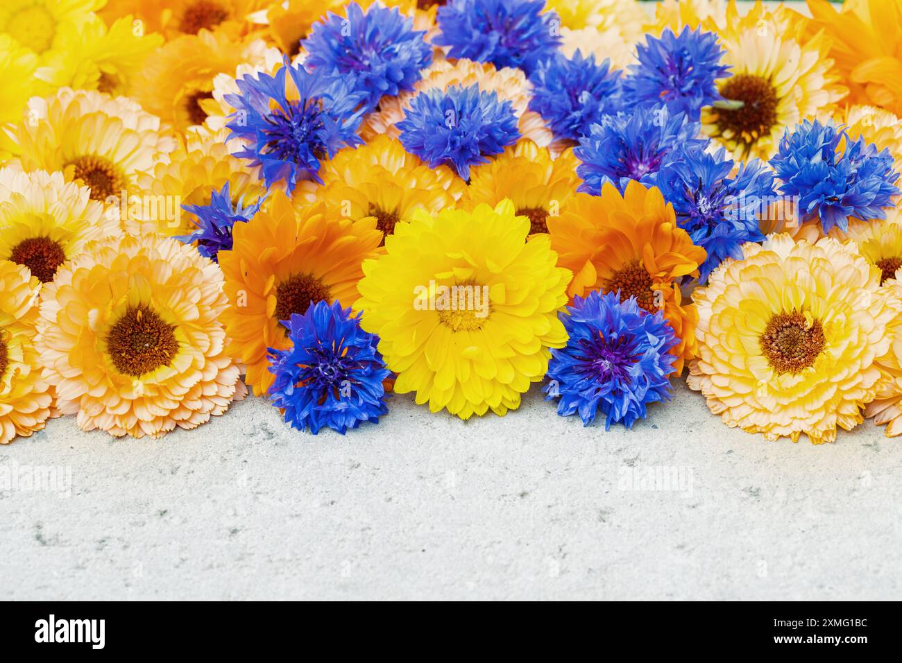 Miscela di fiori di mais (Centaurea cyanus) e calendule (Calendula officinalis) su una superficie di cemento. (Spazio per il testo). Foto Stock