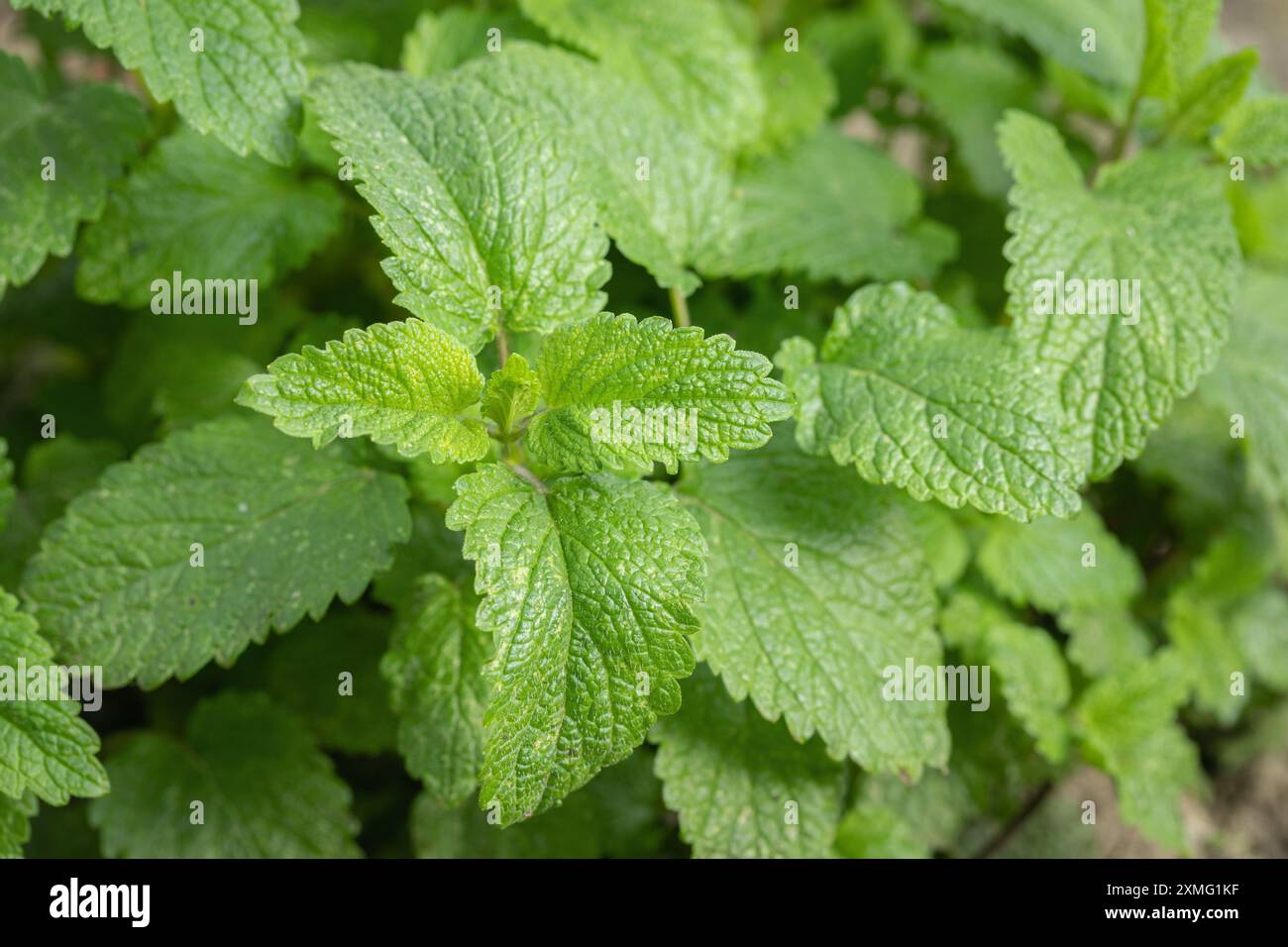 Foglie verdi di blam di limone (Melissa officinalis). Foto Stock