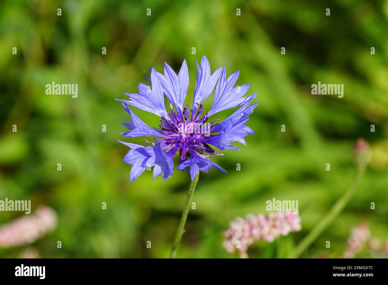 Primo piano Fiordaliso, bottone di scapolo (Centaurea cyanus), famiglia Asteraceae. Erba sfocata, fiori sul bordo. Luglio, Paesi Bassi Foto Stock