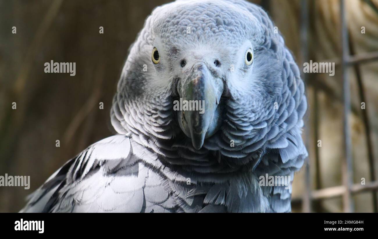 Un potratit di un pappagallo grigio al Jungle Park Tenerife, Santa Cruz de Tenerife. Foto Stock
