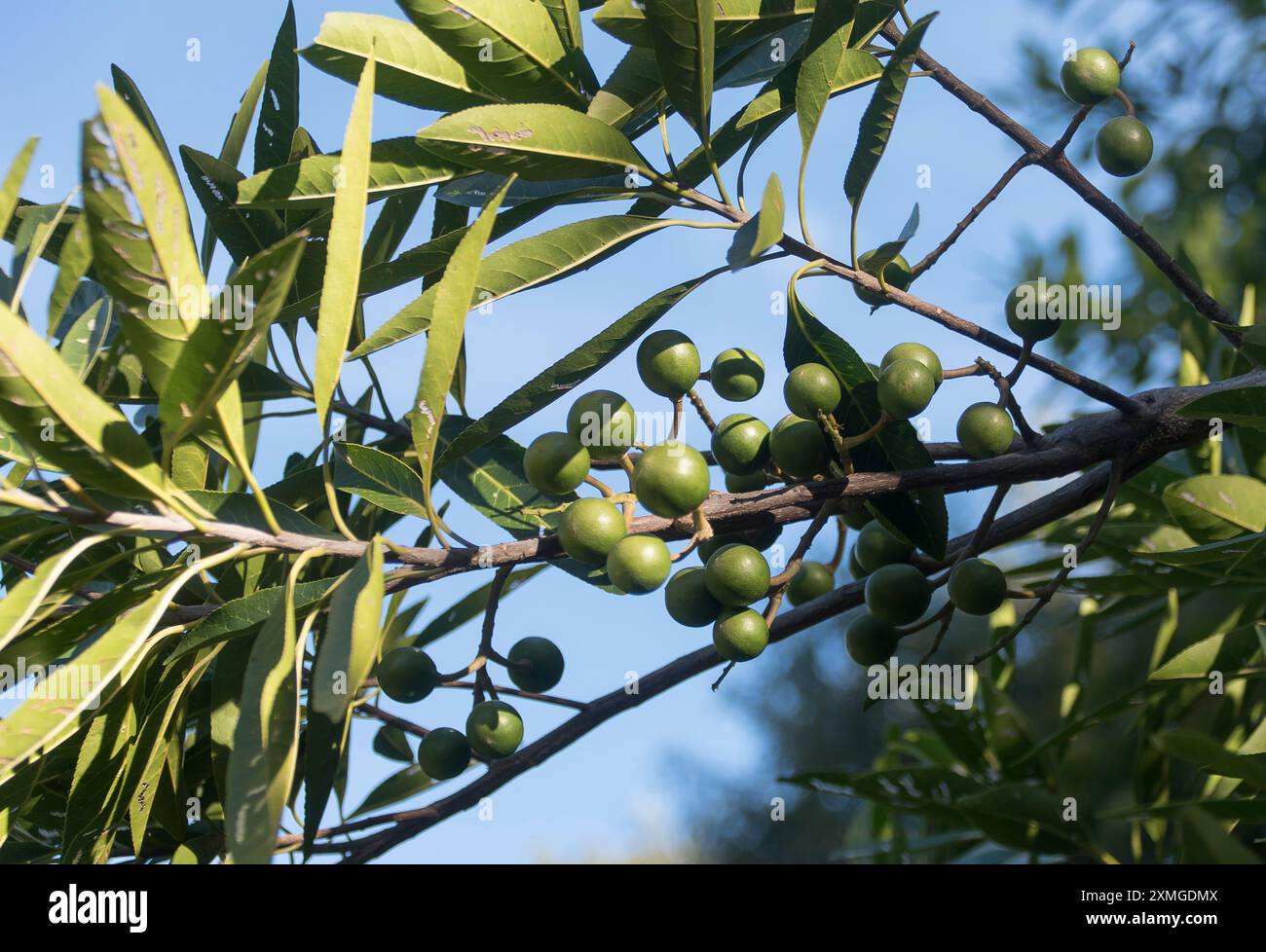 Guardando verso il ramo dell'albero di Quandong blu, Elaeocarpus angustifolius, con foglie e frutti di bosco immaturi. Queensland, Australia, cielo blu, inverno Foto Stock