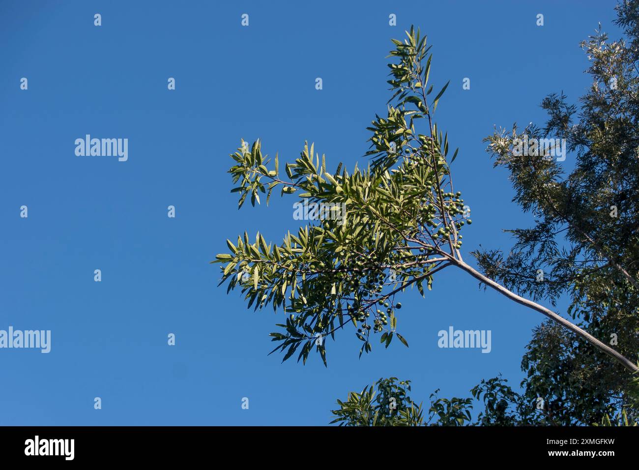 Osservando un singolo ramo dell'albero di Quandong blu, Elaeocarpus angustifolius, con frutti di bosco immaturi. Queensland, Australia, cielo blu, copia spazio Foto Stock