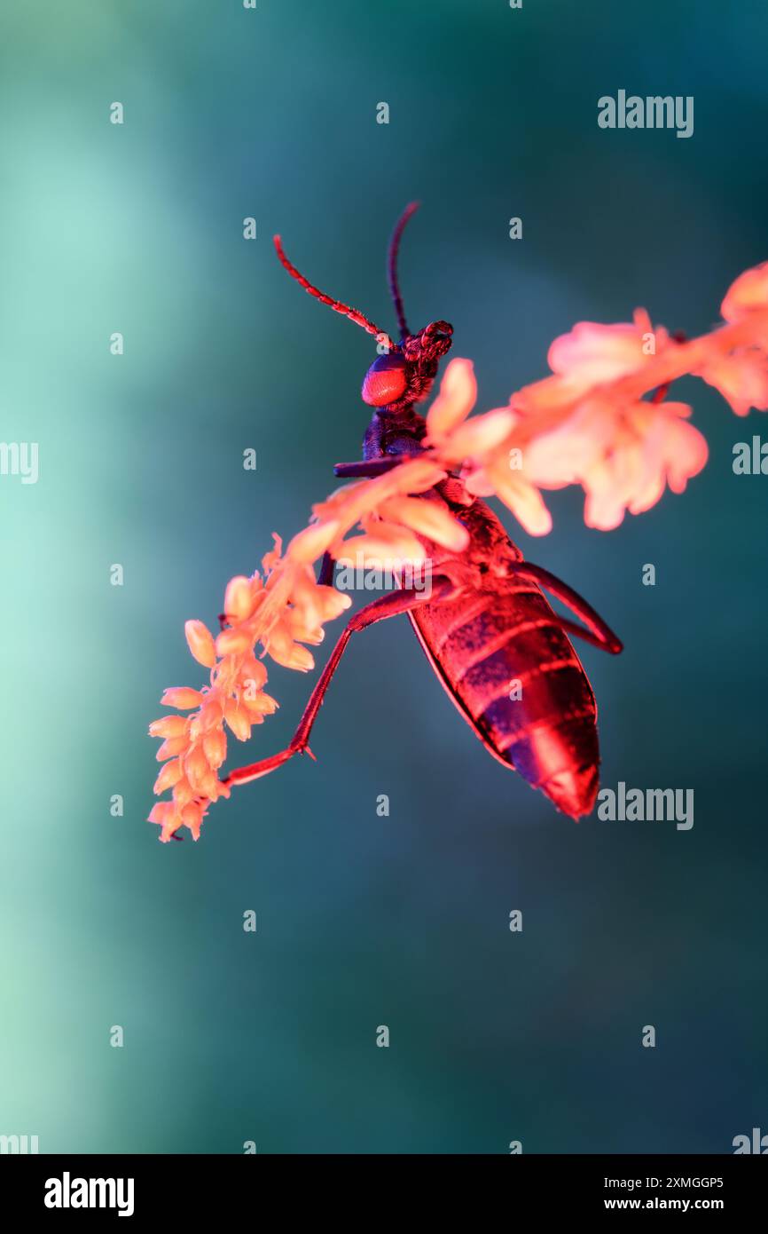 Insetto rosso aggrappato ad una pianta Foto Stock