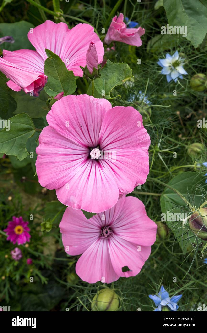 Fiore rosa malva annuale in piena fioritura Foto Stock